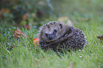 Igel