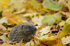 Igel