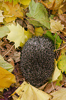 Igel