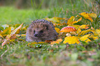 Igel