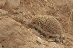 Igel