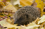 Igel