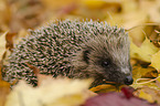 Igel