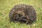 Igel liegt auf der Wiese