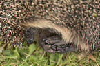 Igel