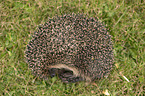 Igel liegt auf der Wiese