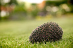 Igel liegt auf der Wiese