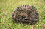 Igel liegt auf der Wiese