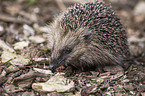 sitzender Igel