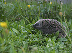 Igel in der Wiese