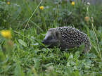 Igel in der Wiese