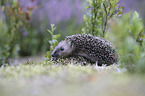 junger Igel