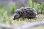 junger Igel