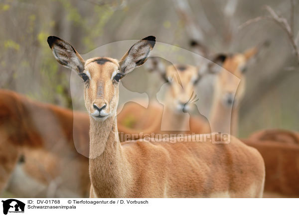 Schwarznasenimpala / DV-01768