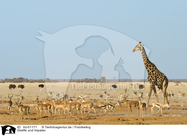 Giraffe und Impalas / giraffe and impalas / HJ-01171