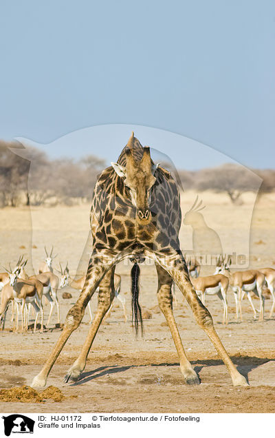 Giraffe und Impalas / HJ-01172