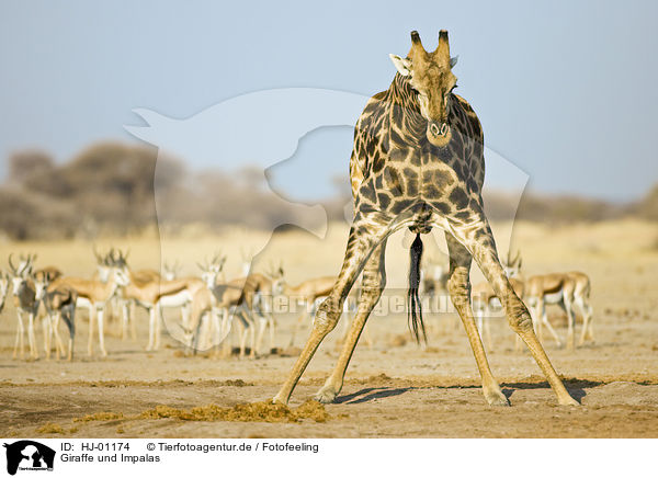 Giraffe und Impalas / HJ-01174