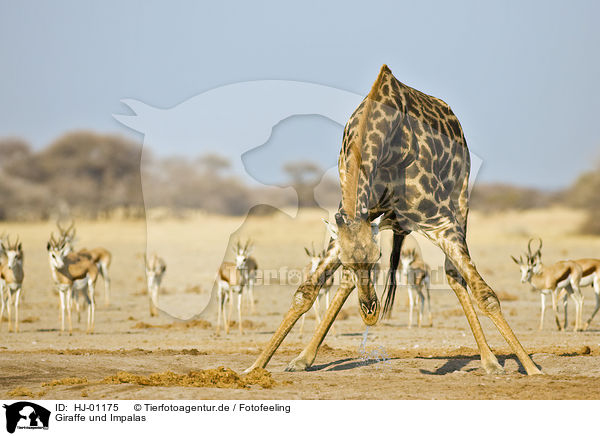 Giraffe und Impalas / HJ-01175