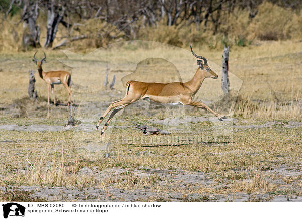 springende Schwarzfersenantilope / jumping impala / MBS-02080