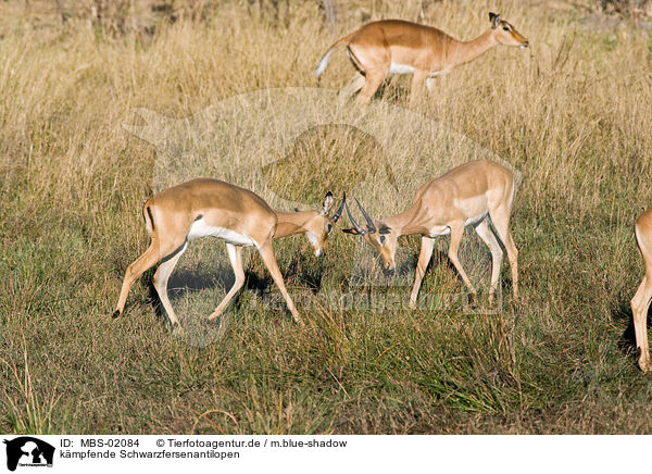 kmpfende Schwarzfersenantilopen / fighting impalas / MBS-02084