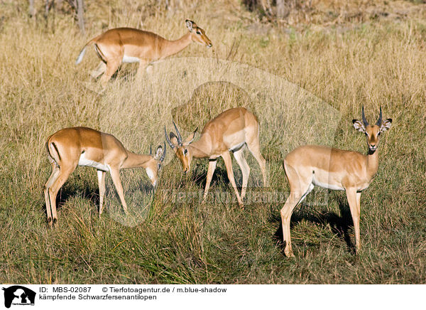 kmpfende Schwarzfersenantilopen / fighting impalas / MBS-02087