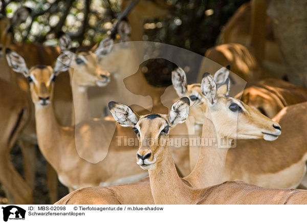 Schwarzfersenantilopen / impalas / MBS-02098