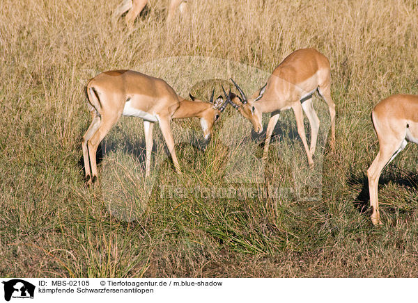 kmpfende Schwarzfersenantilopen / fighting impalas / MBS-02105