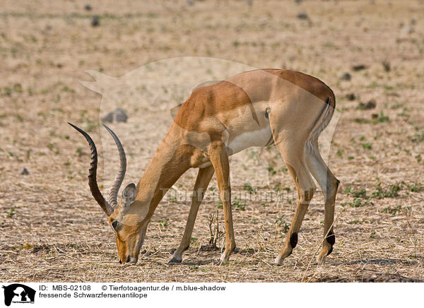 fressende Schwarzfersenantilope / eating impala / MBS-02108