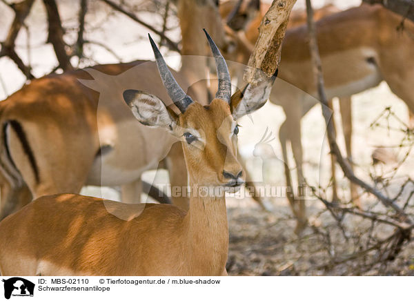 Schwarzfersenantilope / impala / MBS-02110