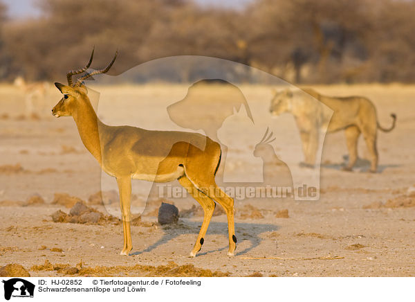 Schwarzfersenantilope und Lwin / impalas and lioness / HJ-02852