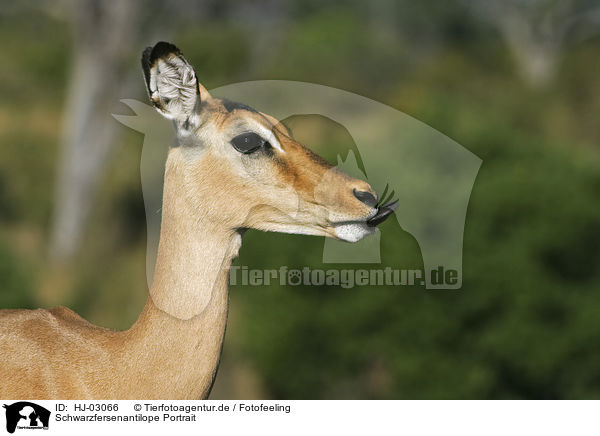 Schwarzfersenantilope Portrait / impala portrait / HJ-03066