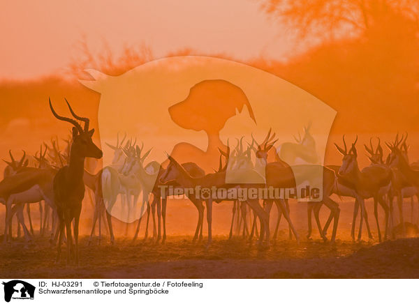 Schwarzfersenantilope und Springbcke / impala and springbok / HJ-03291