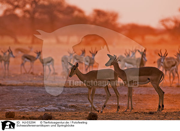 Schwarzfersenantilopen und Springbcke / impala and springboks / HJ-03294