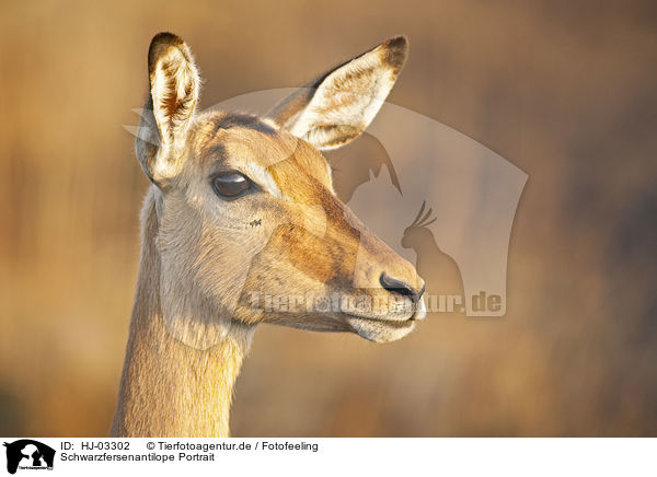 Schwarzfersenantilope Portrait / HJ-03302