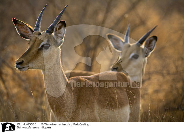 Schwarzfersenantilopen / impalas / HJ-03306