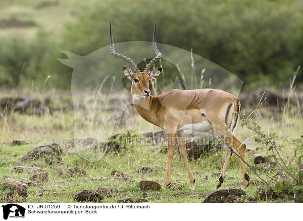 Schwarzfersenantilopen Bock / male impalas / JR-01259