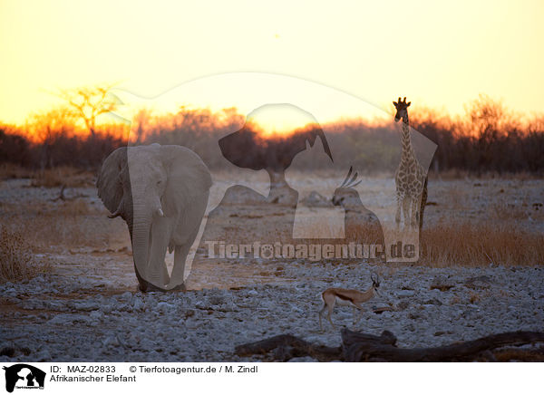 Afrikanischer Elefant / elephant / MAZ-02833