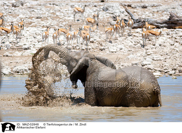 Afrikanischer Elefant / MAZ-02848