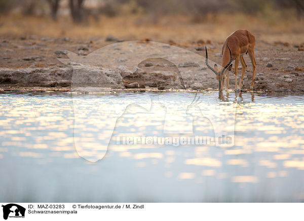 Schwarznasenimpala / MAZ-03283