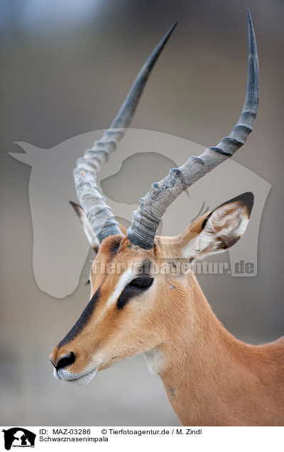 Schwarznasenimpala / MAZ-03286