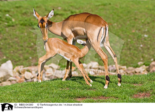 Schwarzfersenantilopen / Impalas / MBS-04380