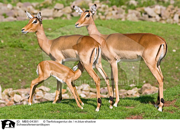 Schwarzfersenantilopen / Impalas / MBS-04381