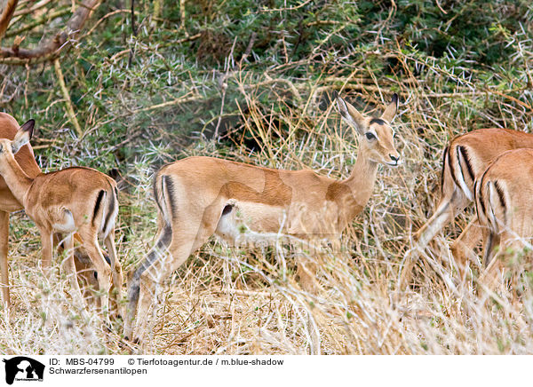 Schwarzfersenantilopen / Impalas / MBS-04799