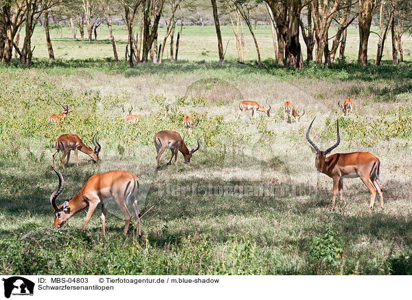 Schwarzfersenantilopen / Impalas / MBS-04803