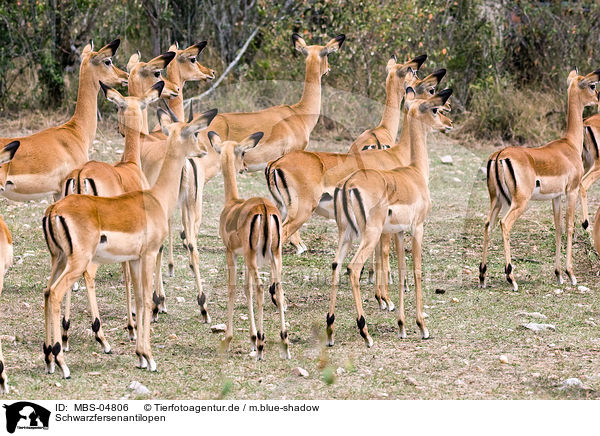 Schwarzfersenantilopen / Impalas / MBS-04806