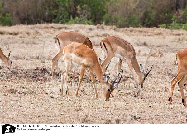Schwarzfersenantilopen / Impalas / MBS-04810