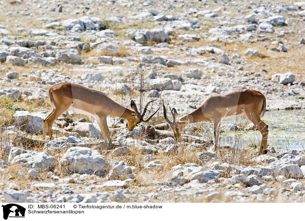 Schwarzfersenantilopen / Impalas / MBS-06241