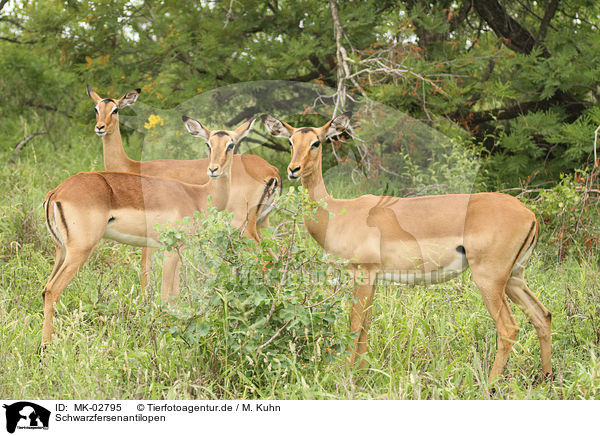 Schwarzfersenantilopen / Impalas / MK-02795