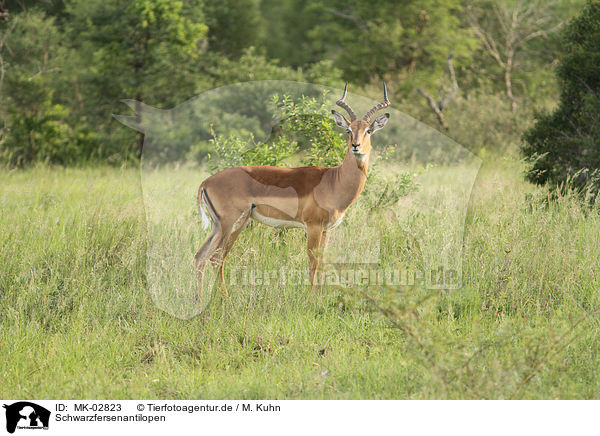 Schwarzfersenantilopen / Impalas / MK-02823