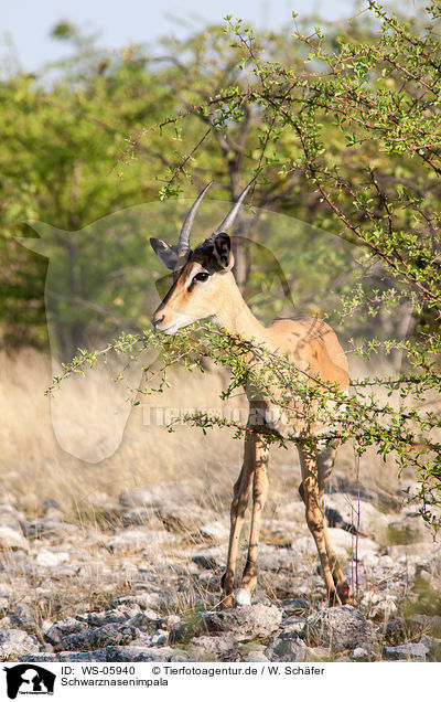 Schwarznasenimpala / black-faced impala / WS-05940